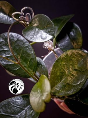 hoya australis (copy)