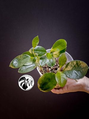 hoya australis (copy)
