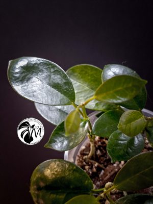 hoya australis (copy)