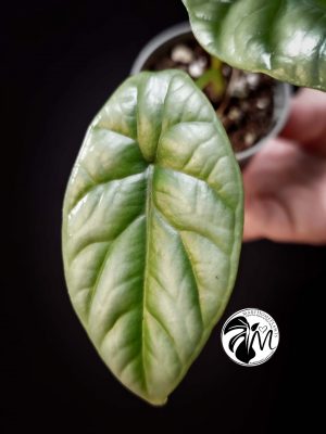 alocasia puncak a gem from the peaks! 🌟🌿 (copy)