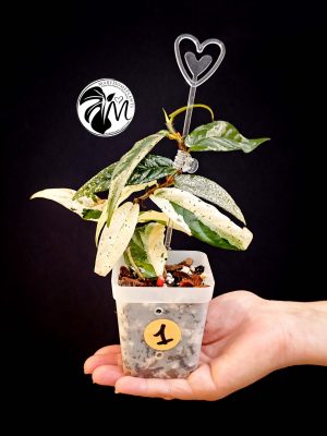 hoya pubicalyx (copy)