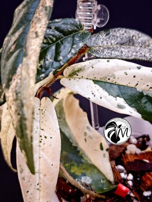 hoya pubicalyx (copy)