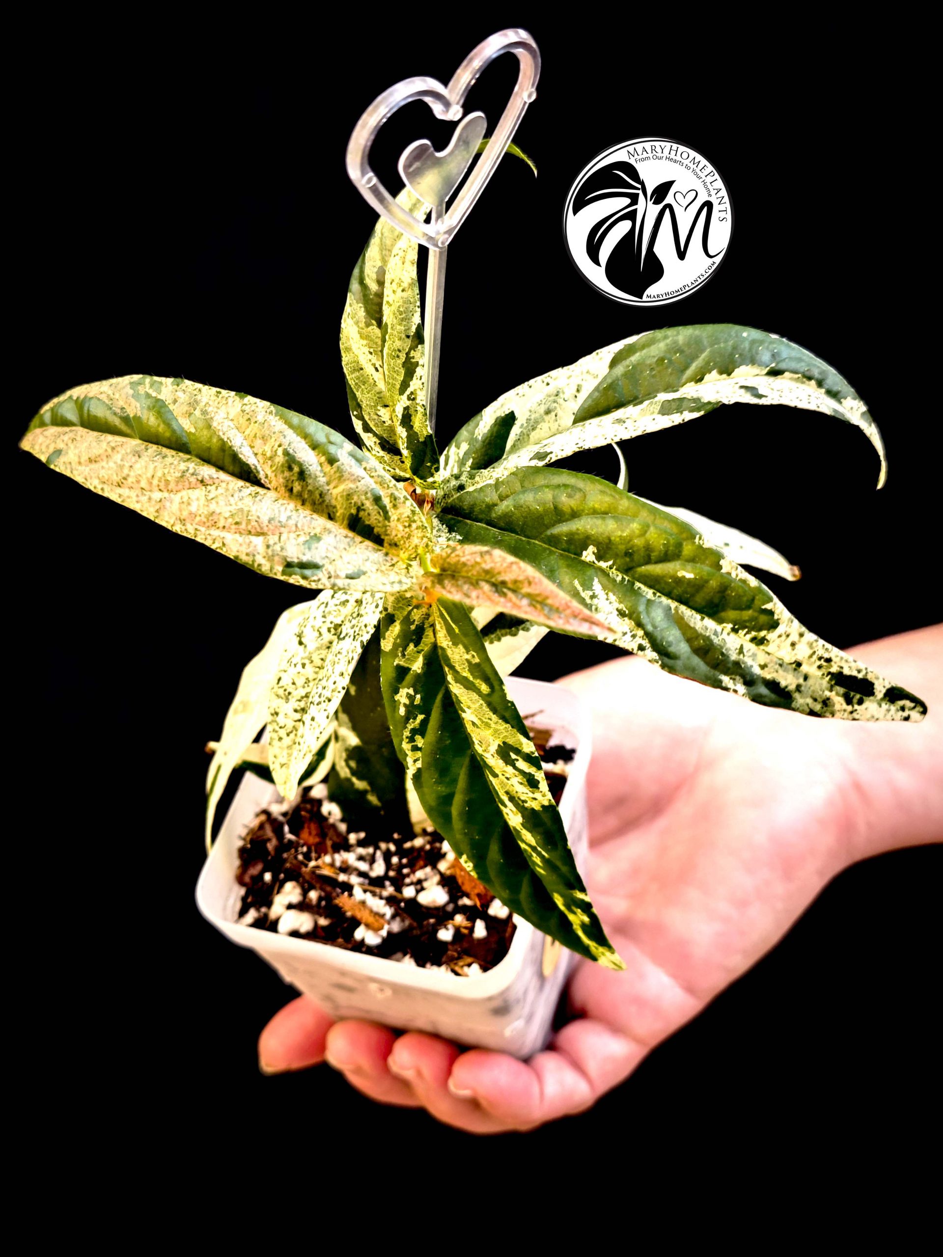 ficus sagittata variegated (copy)