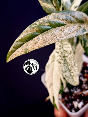 ficus sagittata variegated (copy)