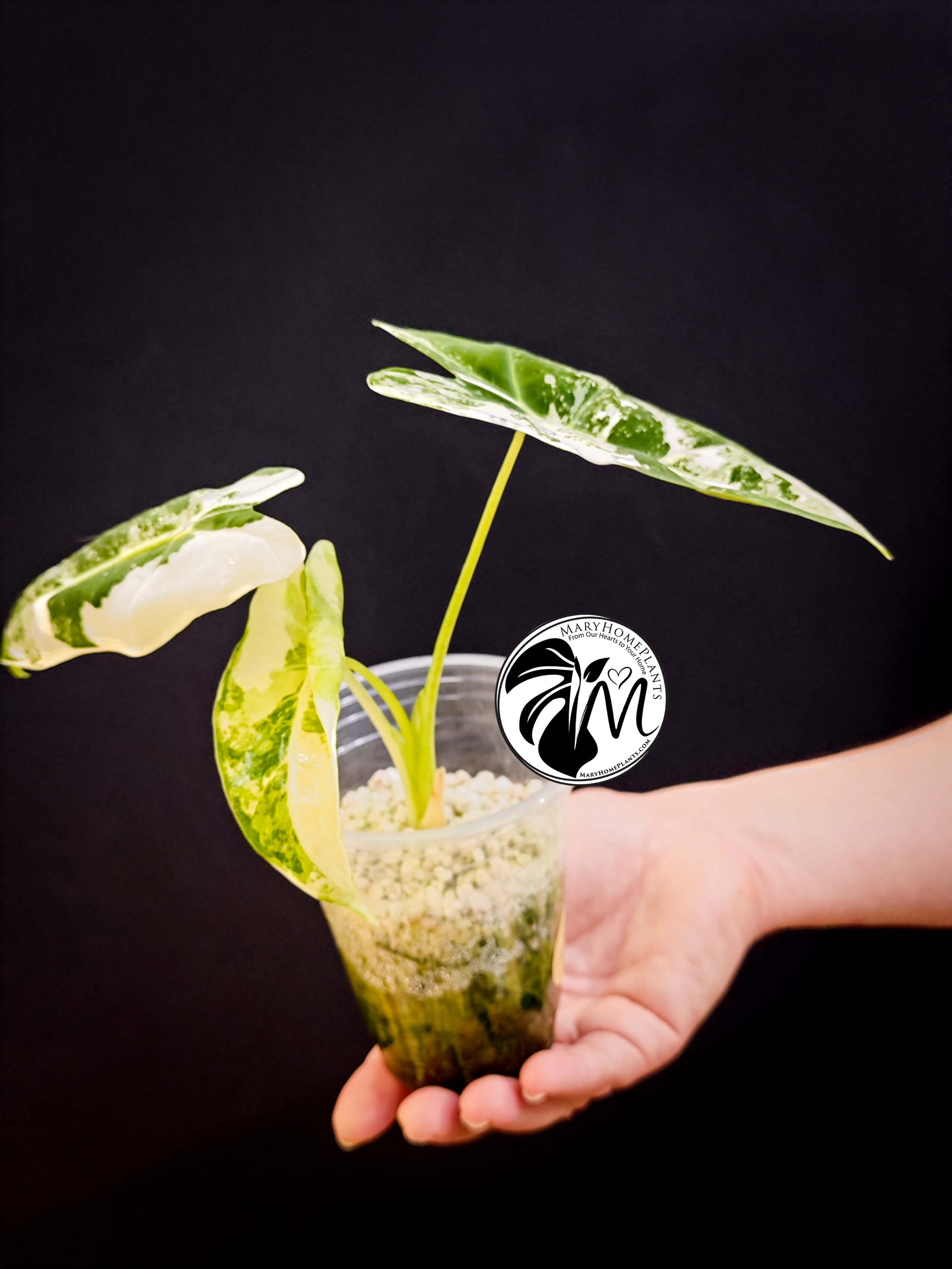 alocasia albo frydek variegated