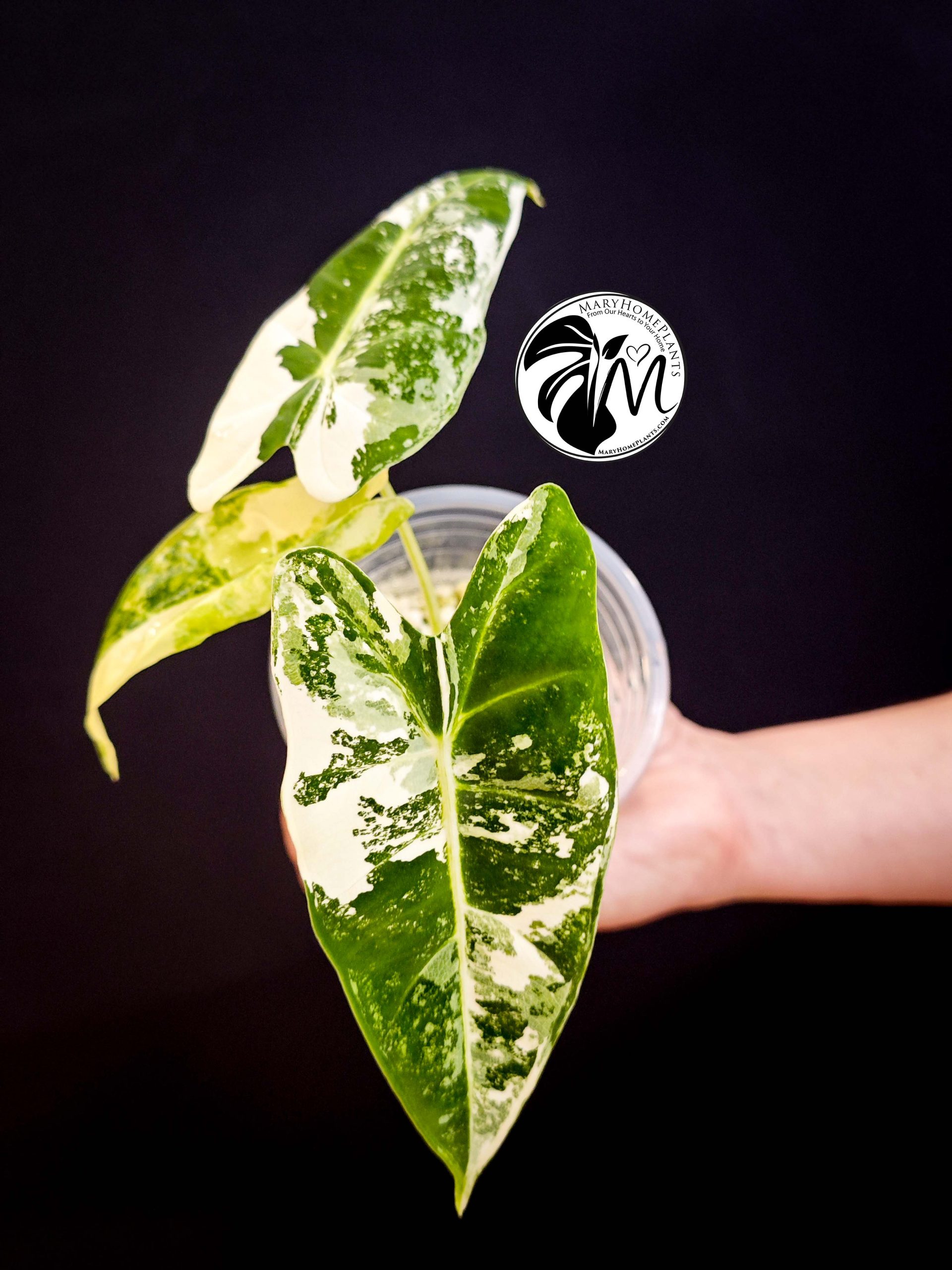 alocasia albo frydek variegated