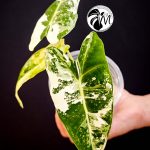 alocasia albo frydek variegated