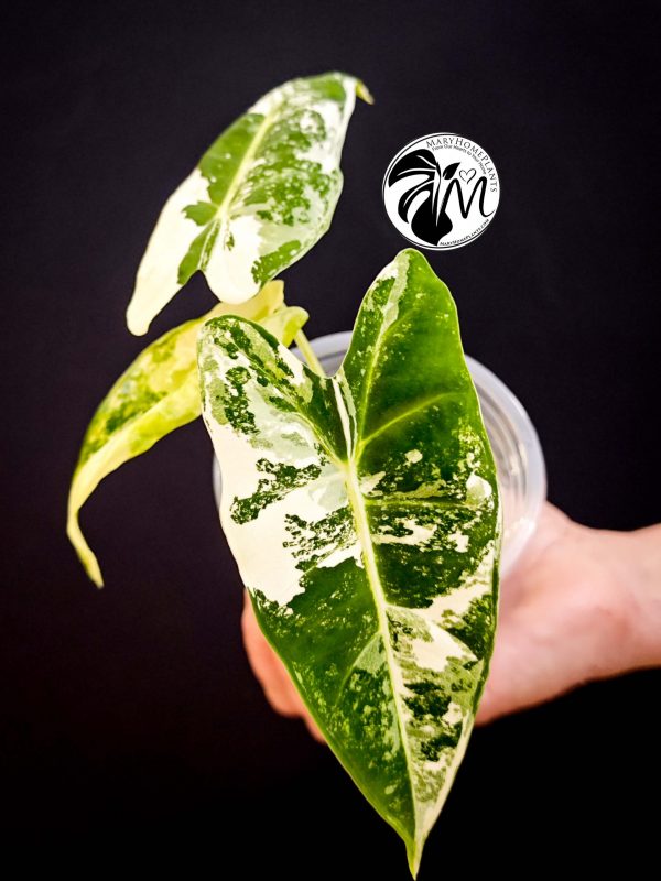alocasia albo frydek variegated