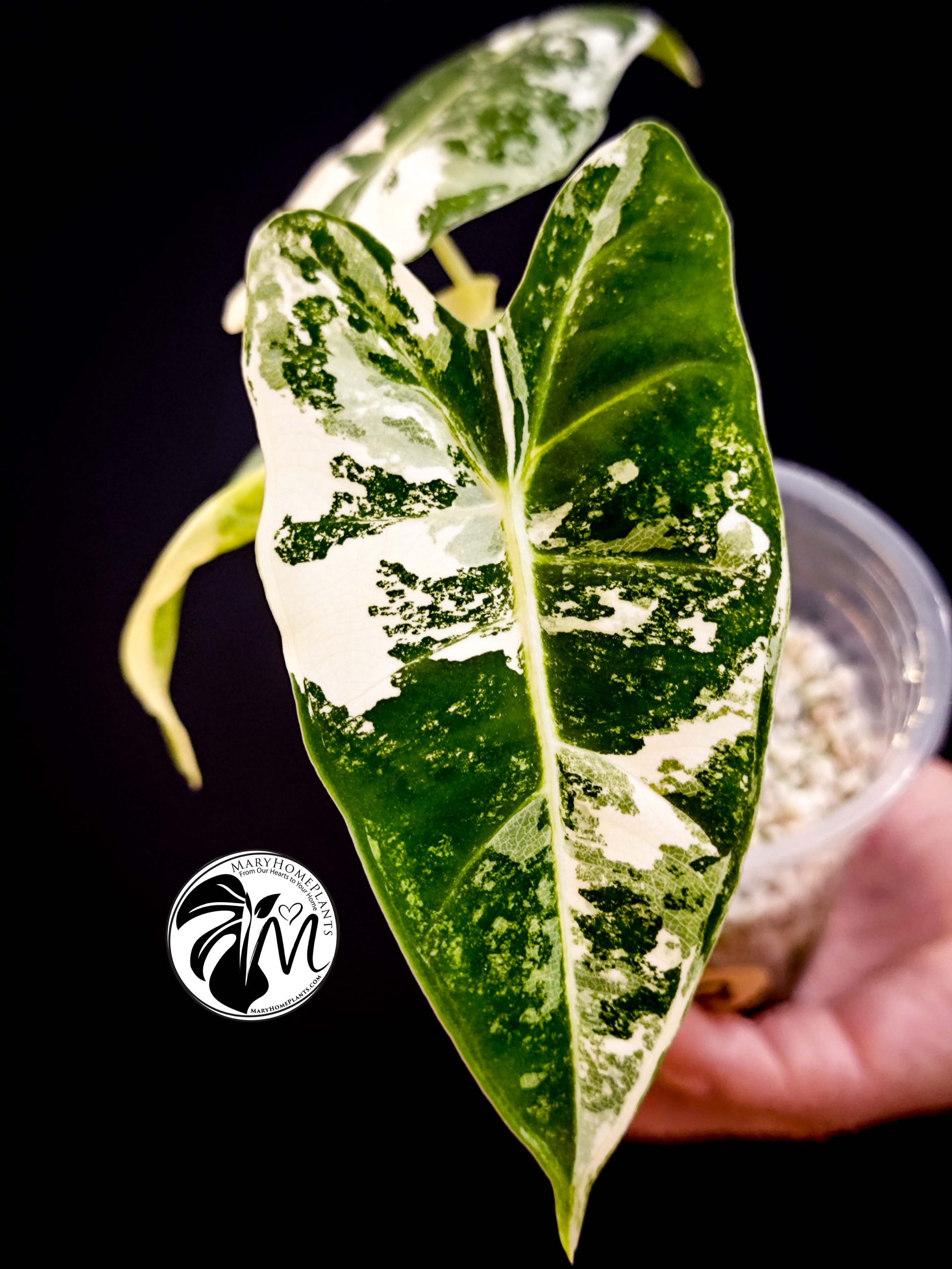 alocasia albo frydek variegated