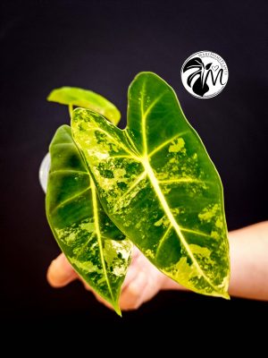 alocasia albo frydek variegated (copy)