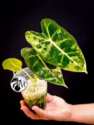 alocasia albo frydek variegated (copy)