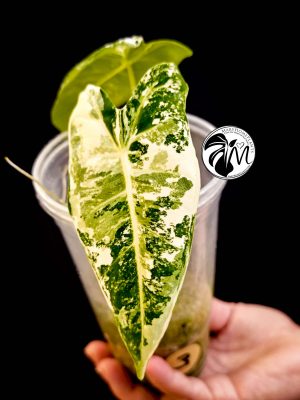 alocasia albo frydek variegated (copy)