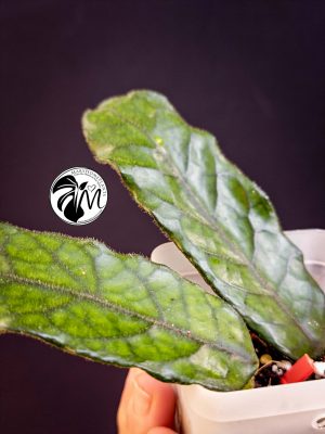 hoya globulosa welsh mountain zoo