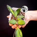 hoya globulosa welsh mountain zoo (copy)