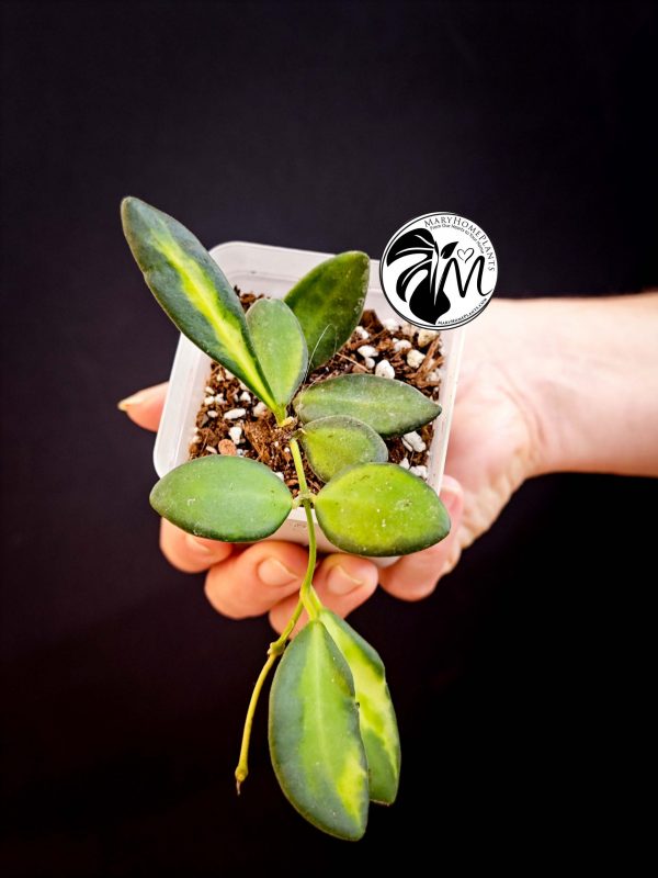 hoya globulosa welsh mountain zoo (copy)
