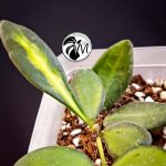 hoya burtoniae variegated – hoya ds 70