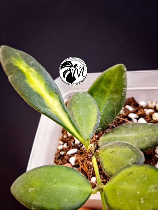 hoya burtoniae variegated – hoya ds 70