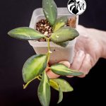 hoya burtoniae variegated – hoya ds 70