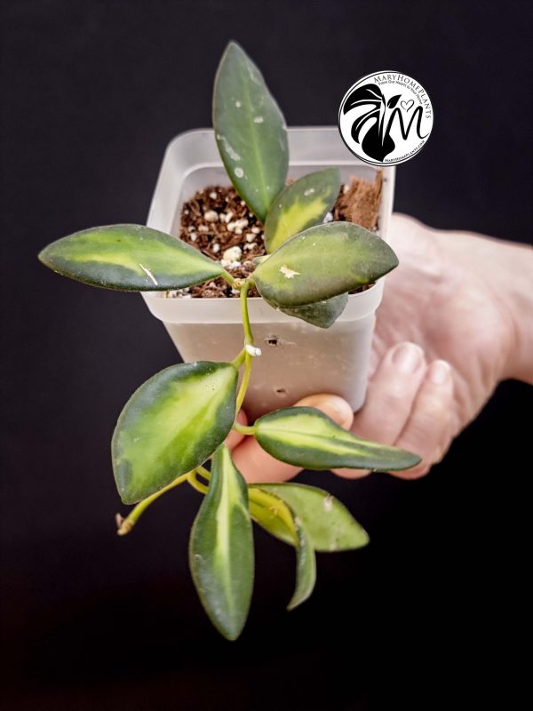 hoya burtoniae variegated – hoya ds 70