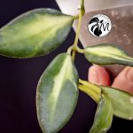 hoya burtoniae variegated – hoya ds 70