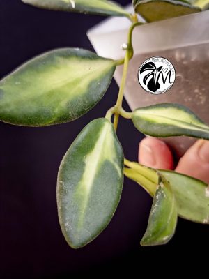 hoya burtoniae variegated – hoya ds 70