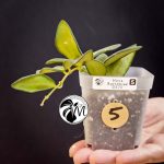 hoya burtoniae variegated – hoya ds 70 (copy)
