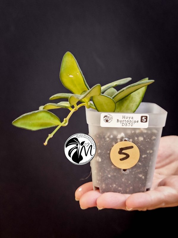 hoya burtoniae variegated – hoya ds 70 (copy)