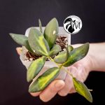 hoya burtoniae variegated – hoya ds 70 (copy)