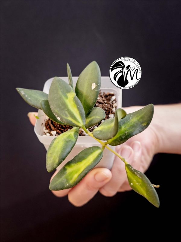 hoya burtoniae variegated – hoya ds 70 (copy)