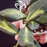 hoya burtoniae variegated – hoya ds 70 (copy)