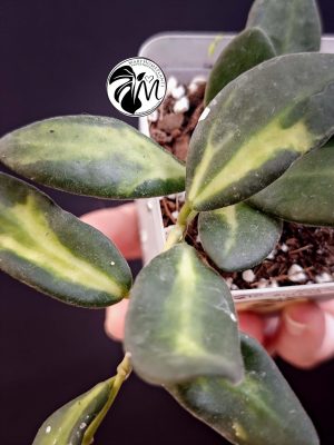 hoya burtoniae variegated – hoya ds 70 (copy)