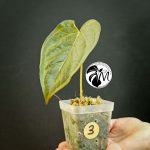 anthurium queen of hearts