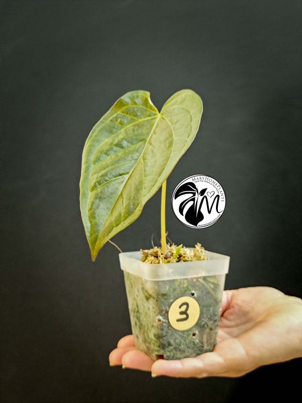 anthurium queen of hearts