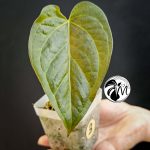 anthurium queen of hearts