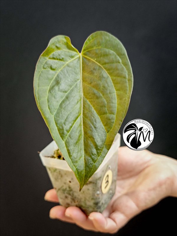 anthurium queen of hearts
