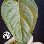 anthurium queen of hearts