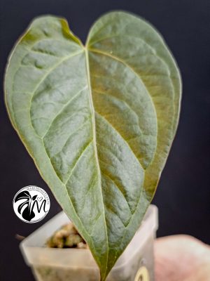 anthurium queen of hearts