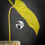 anthurium queen of hearts