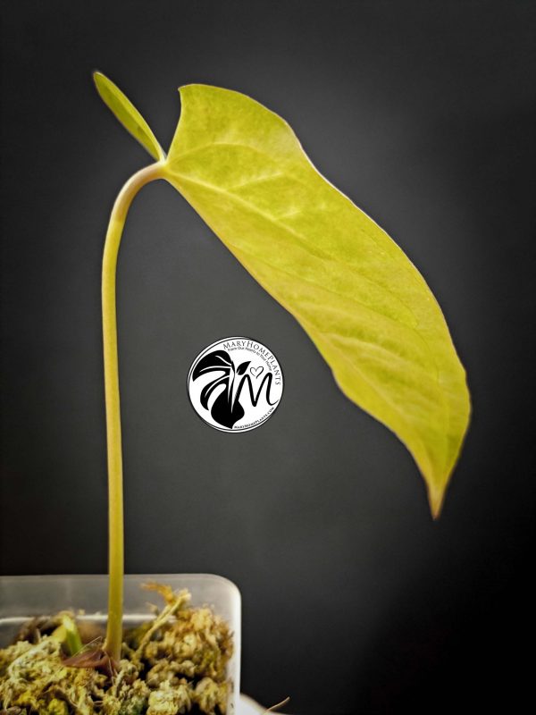 anthurium queen of hearts