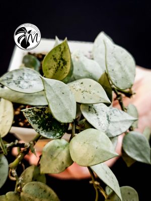 hoya krohniana eskimo super silver (copy)