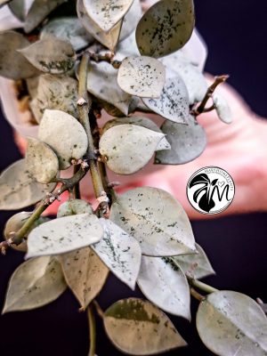 hoya krohniana eskimo super silver (copy)