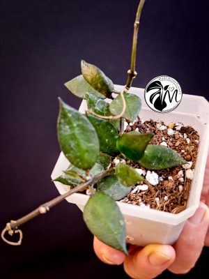 hoya krohniana black leaves