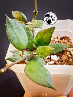 hoya krohniana black leaves