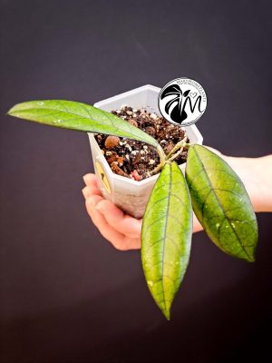 hoya krohniana black leaves (copy)