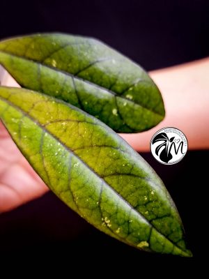 hoya krohniana black leaves (copy)