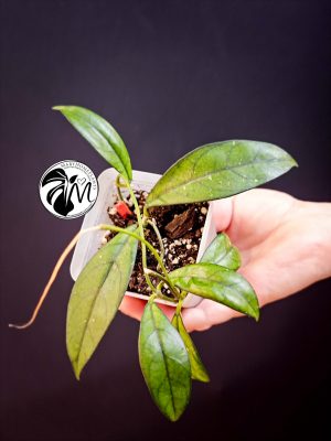 hoya crassipetiolata (copy)