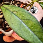 hoya crassipetiolata (copy)