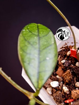 hoya crassipetiolata (copy)