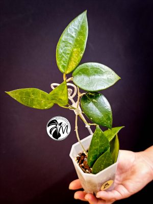 hoya parasitica black edge