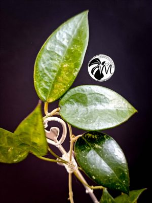 hoya parasitica black edge